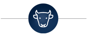 cattle