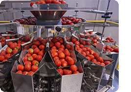 Strawberries in sorting machine